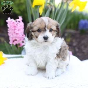Daisy, Cavachon Puppy